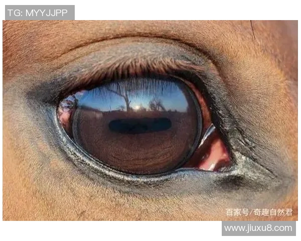 动物界的足球明星们如何在自然赛场上展现惊人技艺与团队精神 动物界的足球明星们如何在自然赛场上展现惊人技艺与团队精神